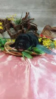 Jasper , a male Golden Retriever and Labrador Retriever for sale in Grabill, IN – 6 of 8