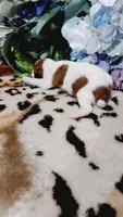 Duke , a male Jack Russell Terrier for sale in Grabill, IN – 4 of 10
