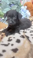 Alfredo, a male Miniature Pinscher for sale in Grabill, IN – 1 of 10