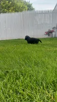 Clifford , a male Golden Retriever and Labrador Retriever for sale in Grabill, IN – 4 of 9