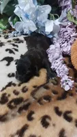Bailey , a female Jack Russell Terrier for sale in Grabill, IN – 3 of 8
