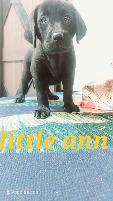 Little Ann – Labrador Retriever puppy for sale in Grabill, IN
