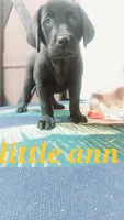 Little Ann, a female Labrador Retriever for sale in Grabill, IN – 1 of 10