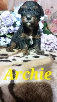 Archie, a male Miniature Pinscher for sale in Grabill, IN – 7 of 8