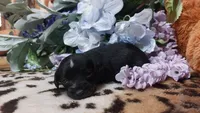 Piper , a female Miniature Pinscher for sale in Grabill, IN – 10 of 10