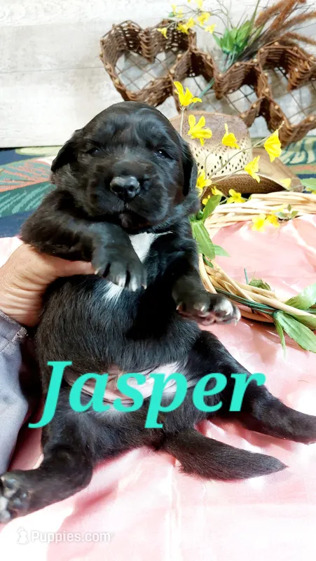 Jasper  – Golden Retriever, Labrador Retriever puppy for sale in Grabill, IN