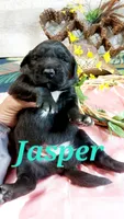 Jasper , a male Golden Retriever and Labrador Retriever for sale in Grabill, IN – 2 of 8