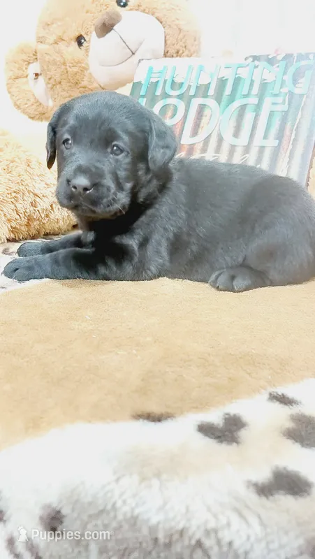 Blade  – Labrador Retriever puppy for sale in Grabill, IN