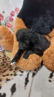 Lilac, a female Bernese Mountain Dog and Miniature Goldendoodle for sale in Grabill, IN – 10 of 10
