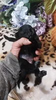 Piper , a female Miniature Pinscher for sale in Grabill, IN – 2 of 10