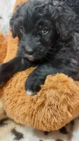 Dandelion, a female Bernese Mountain Dog for sale in Grabill, IN – 6 of 7