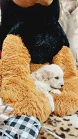 Gunner , a male English Cream Golden Retriever for sale in Grabill, IN – 7 of 10