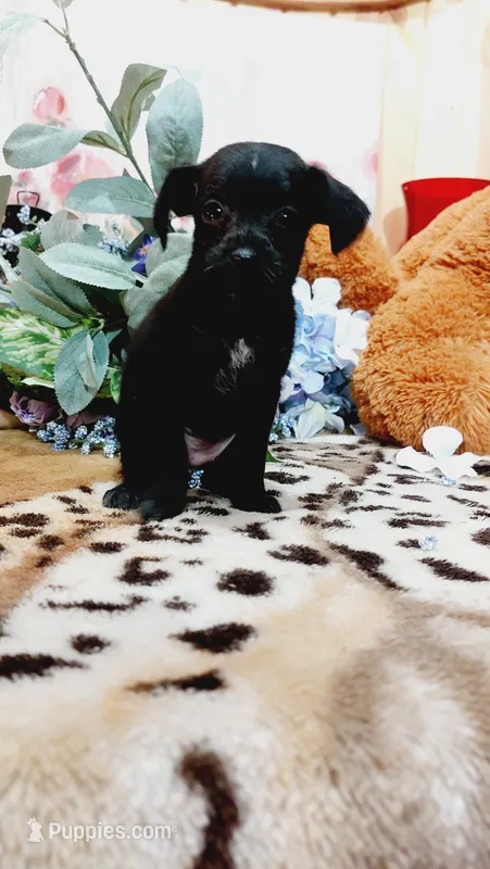 Piper  – Miniature Pinscher puppy for sale in Grabill, IN