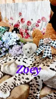 Zoey , a female Goldendoodle and English Cream Golden Retriever for sale in Grabill, IN – 6 of 10