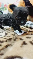 Princess , a female Miniature Pinscher and Poodle - Toy  for sale in Grabill, IN – 4 of 10