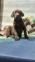 Rusty , a male Labrador Retriever for sale in Grabill, IN – 6 of 8