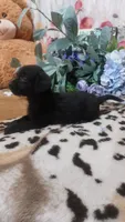 Alfredo, a male Miniature Pinscher for sale in Grabill, IN – 7 of 10