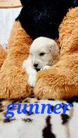 Gunner , a male English Cream Golden Retriever for sale in Grabill, IN – 6 of 10
