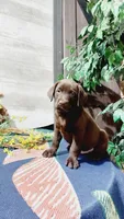 Rusty , a male Labrador Retriever for sale in Grabill, IN – 4 of 8