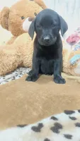 Old dan, a male Labrador Retriever for sale in Grabill, IN – 8 of 9