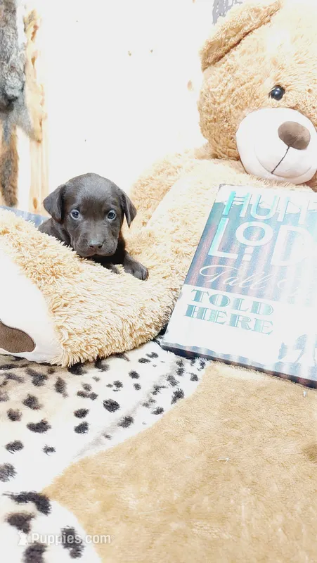 Oakley  – Labrador Retriever puppy for sale in Grabill, IN