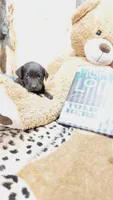 Oakley , a female Labrador Retriever for sale in Grabill, IN – 1 of 10