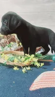 Little Ann, a female Labrador Retriever for sale in Grabill, IN – 2 of 10
