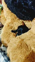 Jasper , a male Miniature Pinscher for sale in Grabill, IN – 4 of 8