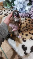Hazel, a female Jack Russell Terrier for sale in Grabill, IN – 6 of 6