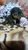 Archie, a male Miniature Pinscher for sale in Grabill, IN – 5 of 8