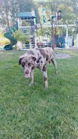Zoomie, a male Australian Labradoodle for sale in Grabill, IN – 7 of 8