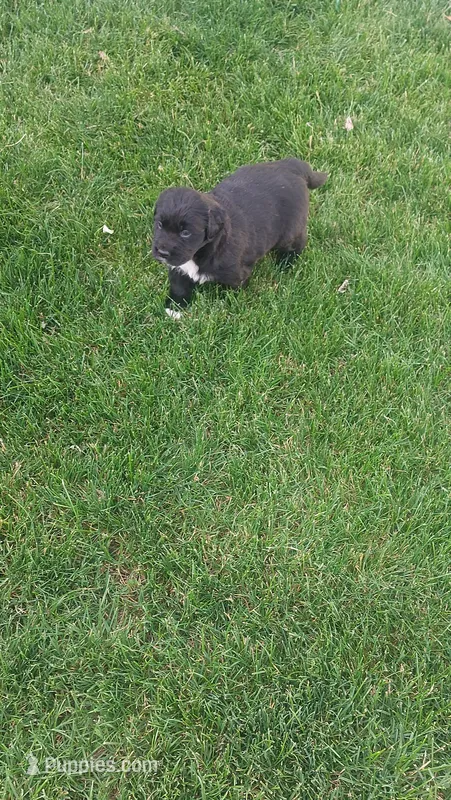 Clifford  – Golden Retriever, Labrador Retriever puppy for sale in Grabill, IN
