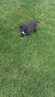 Clifford , a male Golden Retriever and Labrador Retriever for sale in Grabill, IN – 7 of 9