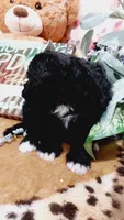 Lilac, a female Bernese Mountain Dog and Miniature Goldendoodle for sale in Grabill, IN – 6 of 10