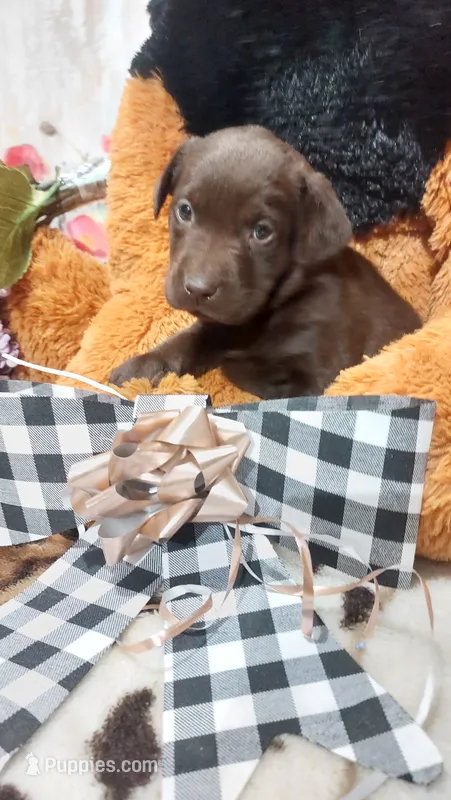 Oakley  – Labrador Retriever puppy for sale in Grabill, IN