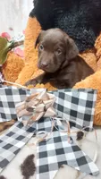 Oakley , a female Labrador Retriever for sale in Grabill, IN – 2 of 10