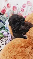 Pepper , a female Bernese Mountain Dog and Miniature Goldendoodle for sale in Grabill, IN – 3 of 9