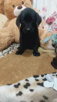 Little Ann, a female Labrador Retriever for sale in Grabill, IN – 7 of 10