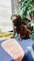 Rusty , a male Labrador Retriever for sale in Grabill, IN – 7 of 8