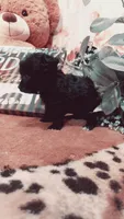 Princess , a female Miniature Pinscher and Poodle - Toy  for sale in Grabill, IN – 9 of 10