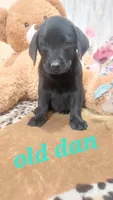 Old dan, a male Labrador Retriever for sale in Grabill, IN – 1 of 9
