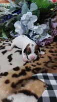 Pearls , a female Jack Russell Terrier for sale in Grabill, IN – 1 of 10
