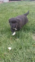 Clifford , a male Golden Retriever and Labrador Retriever for sale in Grabill, IN – 3 of 9