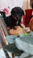 Archie, a male Miniature Pinscher for sale in Grabill, IN – 4 of 8