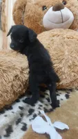 Alfredo, a male Miniature Pinscher for sale in Grabill, IN – 6 of 10