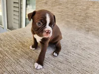 Ethel, a female Boston Terrier for sale in Rialto, CA – 5 of 6