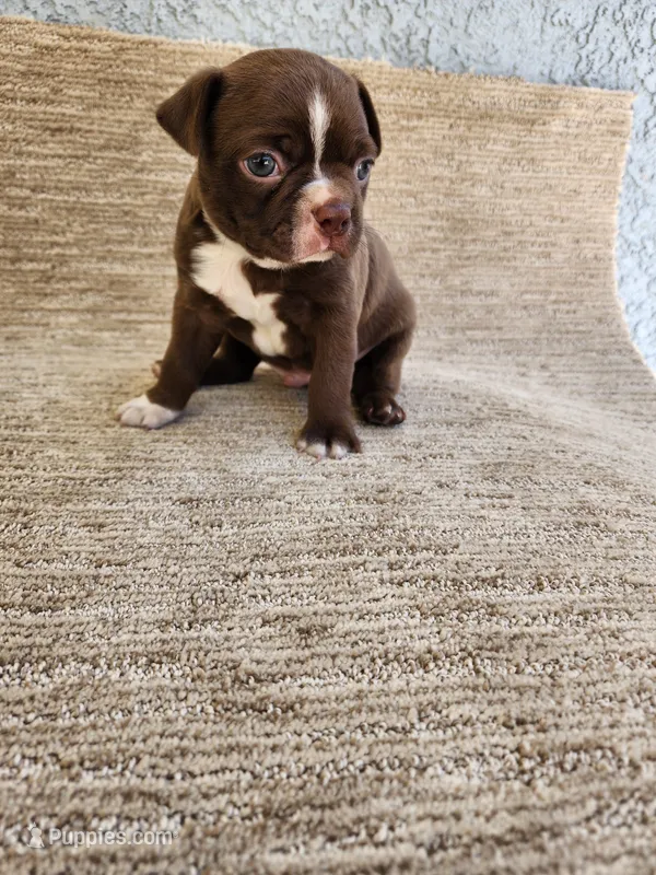 FRED  – Boston Terrier puppy for sale in Rialto, CA