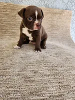 FRED , a male Boston Terrier for sale in Rialto, CA – 1 of 4
