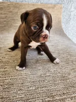 Ethel, a female Boston Terrier for sale in Rialto, CA – 4 of 6