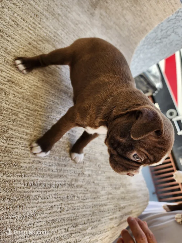 Ethel – Boston Terrier puppy for sale in Rialto, CA